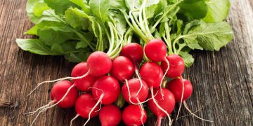 تربچه در لیست محبوب ترین مواد غذایی